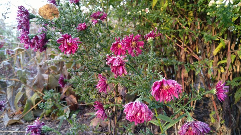 Symphyotrichum (Aster) novi-belgii 'Royal Ruby' Астра новобельгийская